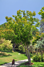 Retiro, Arce japons (Acer palmatum)