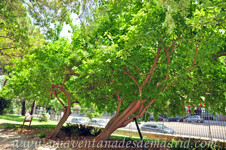 Retiro, Naranjo de los Osages (Maclura pomifera)