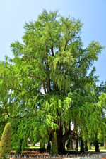 Senda botnica del Retiro nmero uno, Ahuehuete (8) (Taxodium mucronatum Ten)