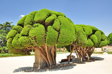 Senda botnica del Retiro nmero uno, Ciprs (7) (Cupressus sempervirens)